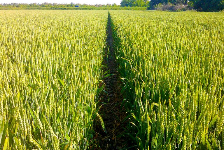 Campo di cereali dell'azienda agricola Porto Felloni