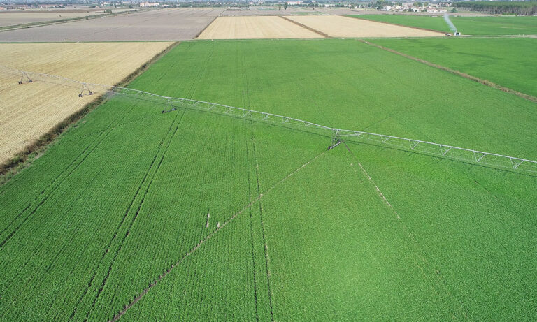 Campo di fagiolini, veduta dall'alto