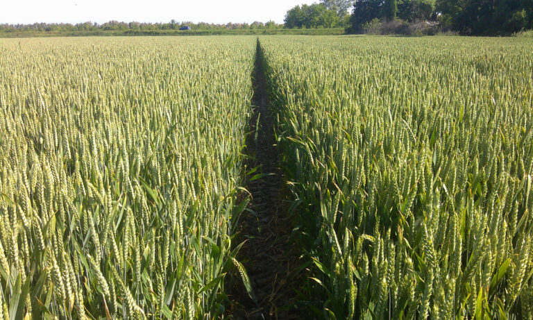 Campo di mais della nostra produzione cerealicola