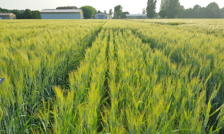 Campo di grano della nostra produzione cerealicola
