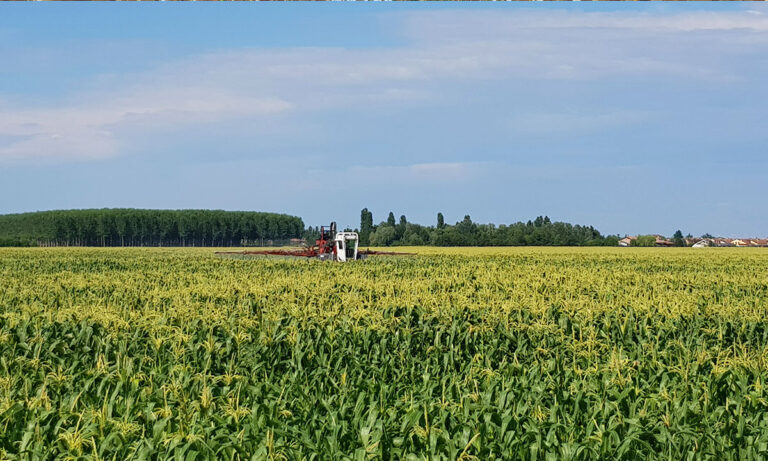 Campo di grano della nostra produzione cerealicola