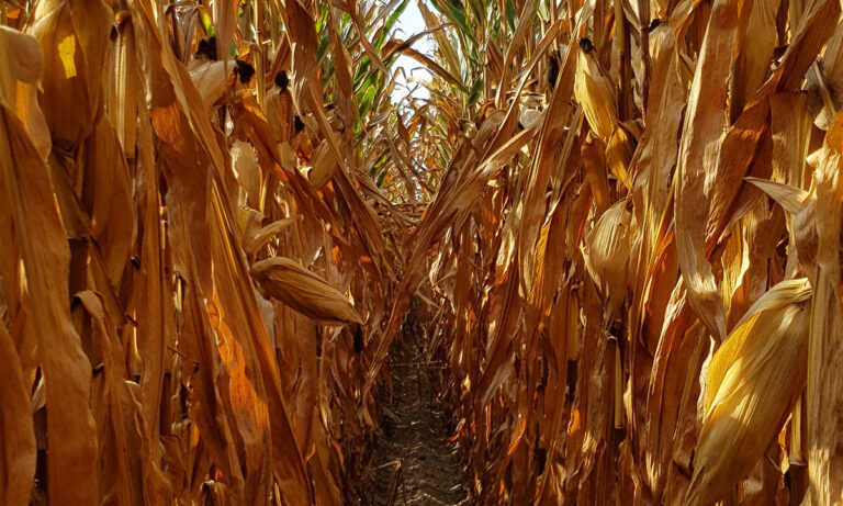 Campo di mais della nostra produzione pronto alla raccolta