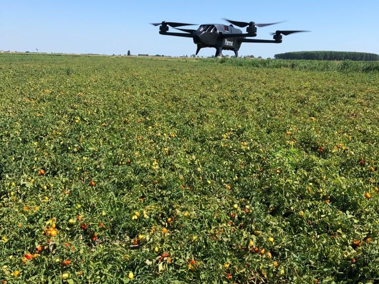 Campo di pomodori controllati con il drone