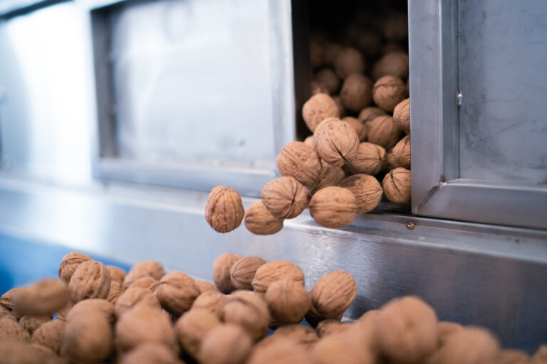 Filiera raccolta noci, controllo qualità, Porto Felloni
