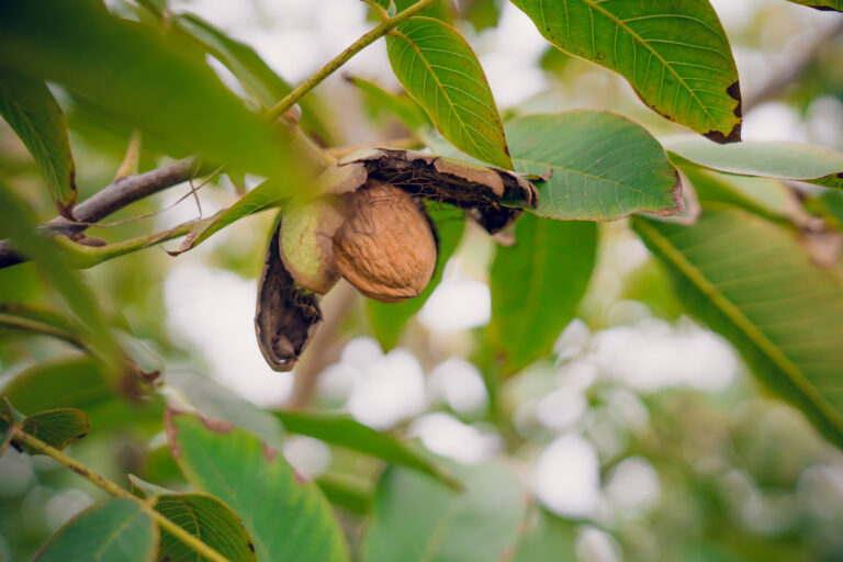 Frutto di noce matura sull'albero, Porto Felloni