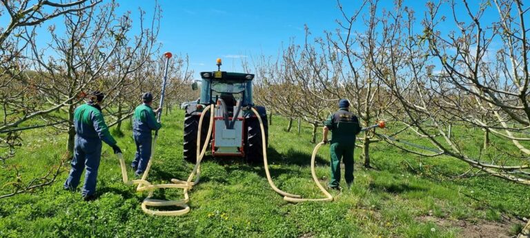 Impollinazione classica del noceto, Porto Felloni
