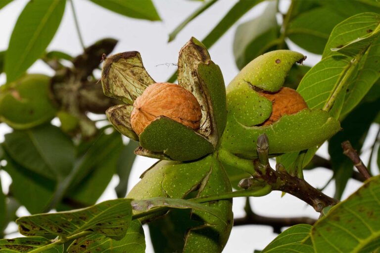 Noci biologche sull'albero, azienda agricola Porto Felloni