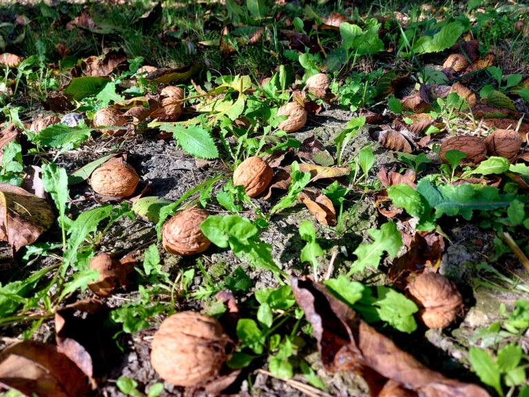 Noci mature per la raccolta, Porto Felloni