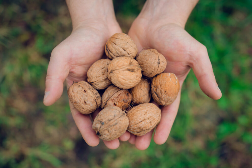 Le nostre Noci Biologiche appena raccolte, Azienda Agricola Porto Felloni