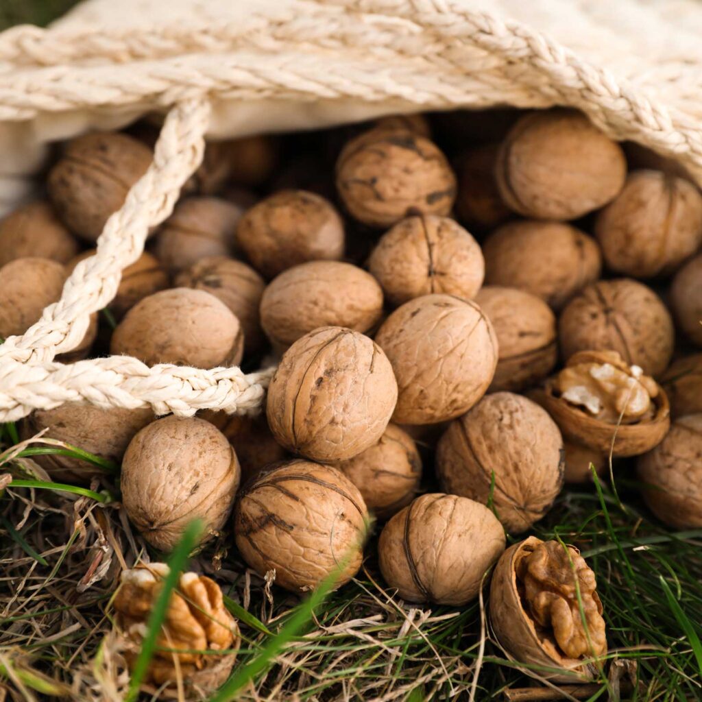 Raccolta di Noci biologiche in azienda agricola Porto Felloni
