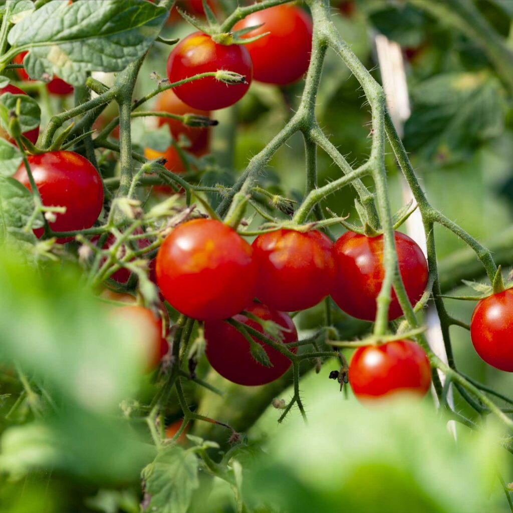 prduzione orticole, pomodori, azienda agricola Porto Felloni