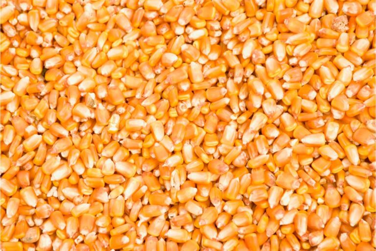 Raccolta di cereali, mais, azienda agricola Porto Felloni