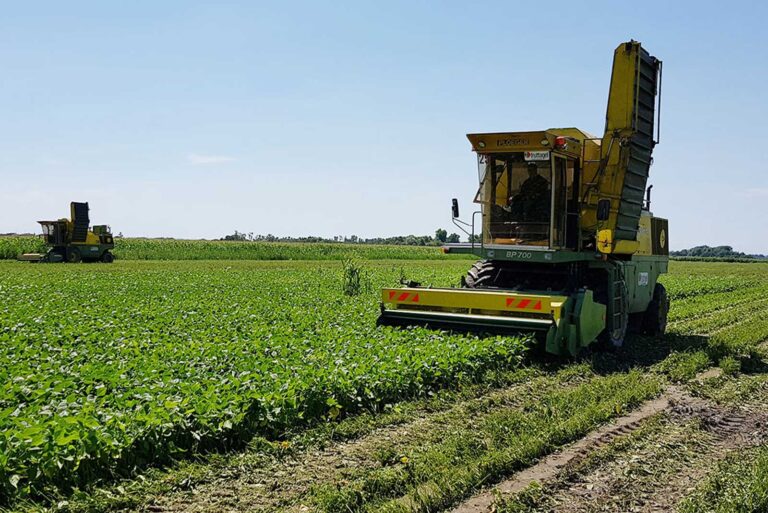Raccolta di orticole, fagiolini, azienda agricola Porto Felloni