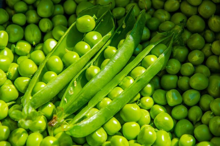 Raccolta di orticole, piselli, azienda agricola Porto Felloni