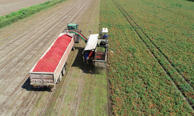 Raccolta dei Pomodori