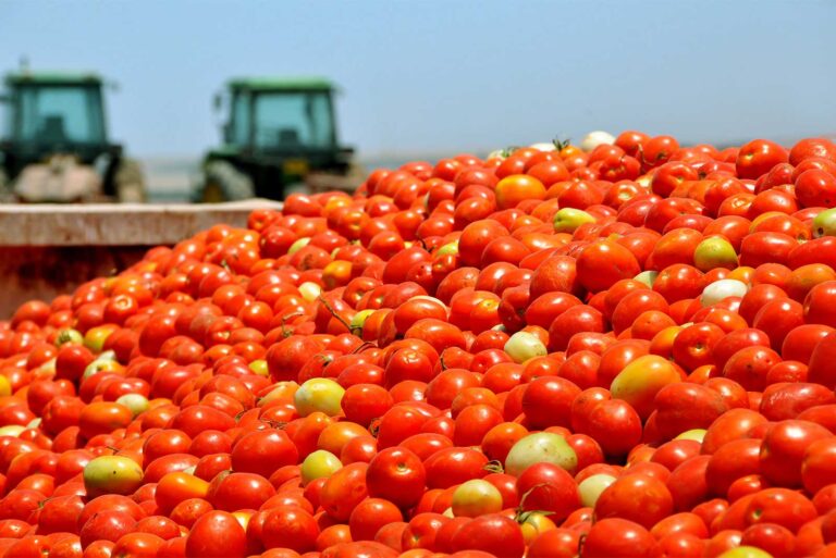 Raccolta di orticole, pomodori, azienda agricola Porto Felloni