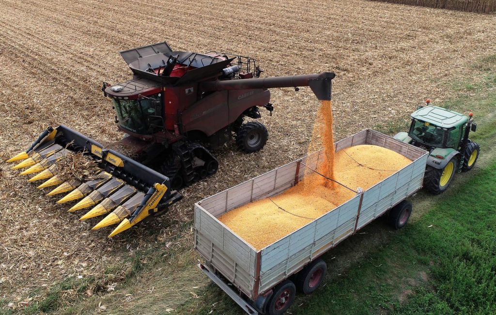 Raccolta dei cereali nei campi dell'azienda agricola Porto Felloni