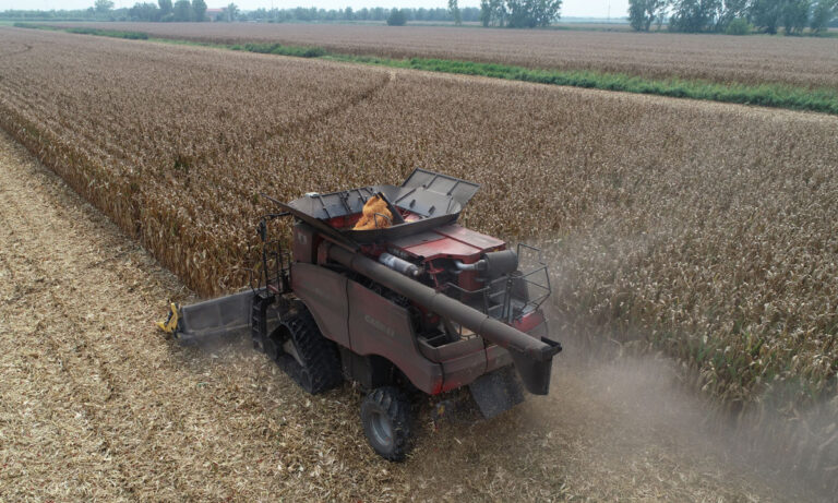 Trebbiatura di un campo di mais